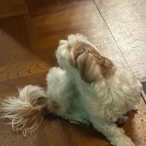 컴팩트 프리덤 사진