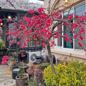 카페 꽃피는산골 사진