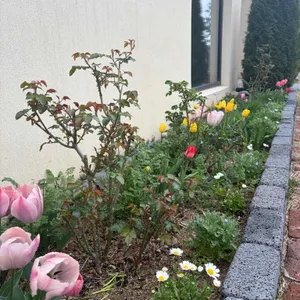 오브리에타 사진 1