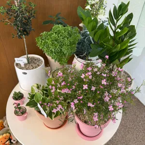 마이데이플라워카페 리뷰 사진