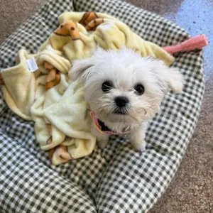 마이데이플라워카페 사진