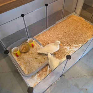 콘소넌스 카페 바베큐 사진