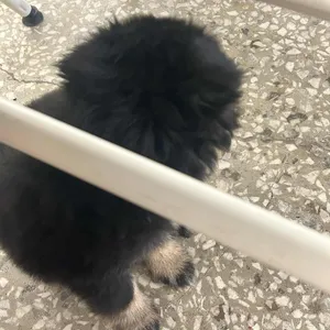 포인핸드 입양문화센터 후원카페 대표 사진