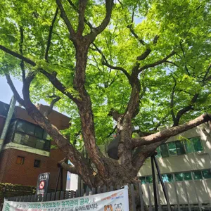 느티나무칼국수샤브샤브 대표 사진