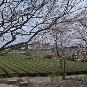오설록 티 뮤지엄 리뷰 사진