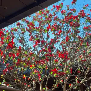 이르리 대표 사진