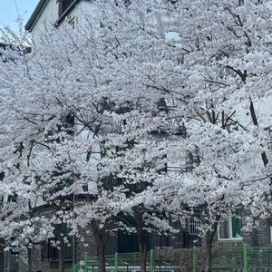 전민규의 황제누룽지탕 대표 사진