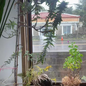 술의식물원 대표 사진