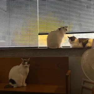 테디, 스테디, 고 대표 사진