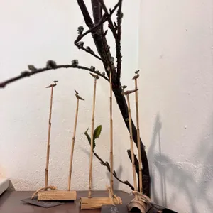 연남동 벚꽃집 리뷰 사진