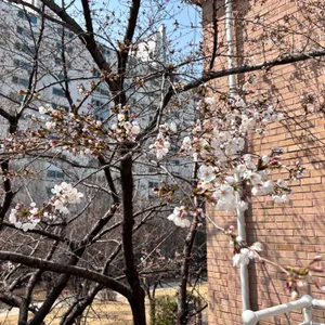 연남동 벚꽃집 리뷰 사진
