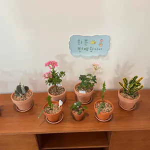 채식주의자의 무화과 대표 사진