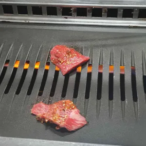 부일갈매기 사진