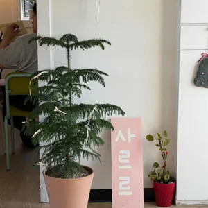 사르르 대표 사진