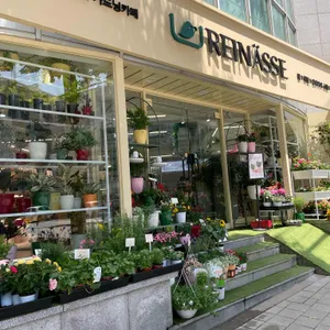 라이네쎄 사진 1