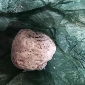 한정선 대표 사진