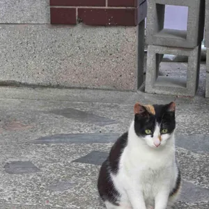 카페 한채 리뷰 사진