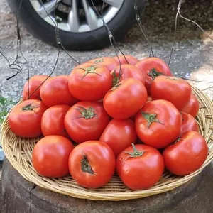 아르페지오 대표 사진
