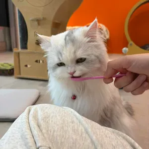 무릉냥원 대표 사진