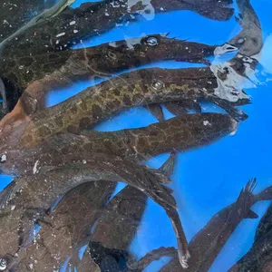 인량 리뷰 사진