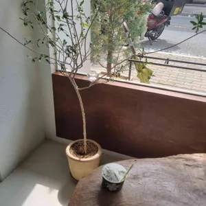 올리비아떼 대표 사진