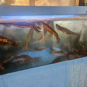 청송 산오징어 대표 사진