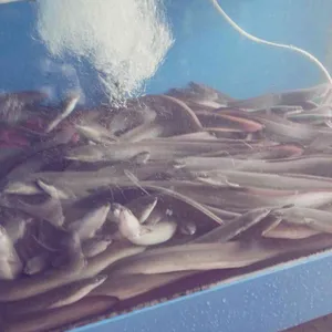 산수파김치장어 사진