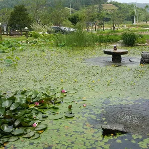 들풀 리뷰 사진