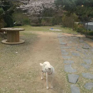 월출산 동원 산삼농장 리뷰 사진