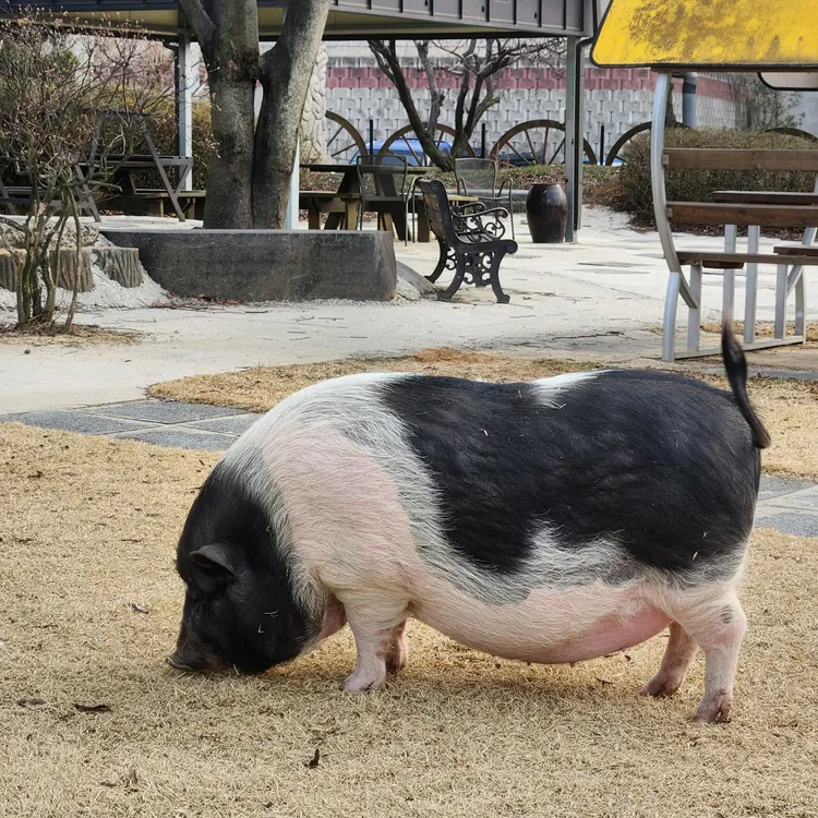 디오스 사진