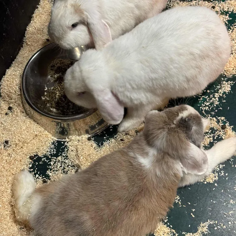 테이블에이 사진
