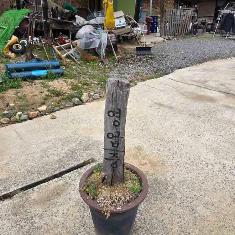 황토방묵집 사진