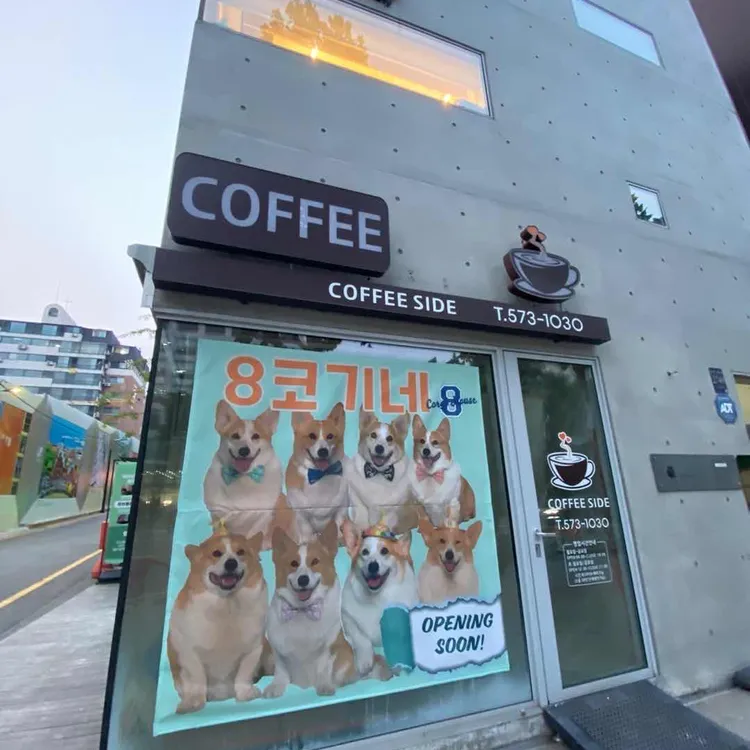 8코기네 사진