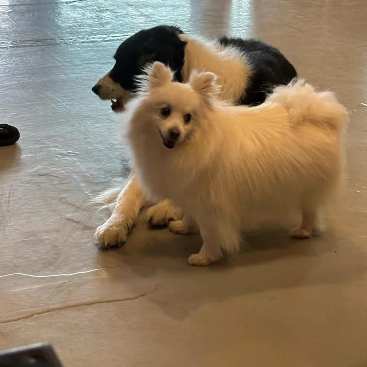 애견카페 히릿 사진