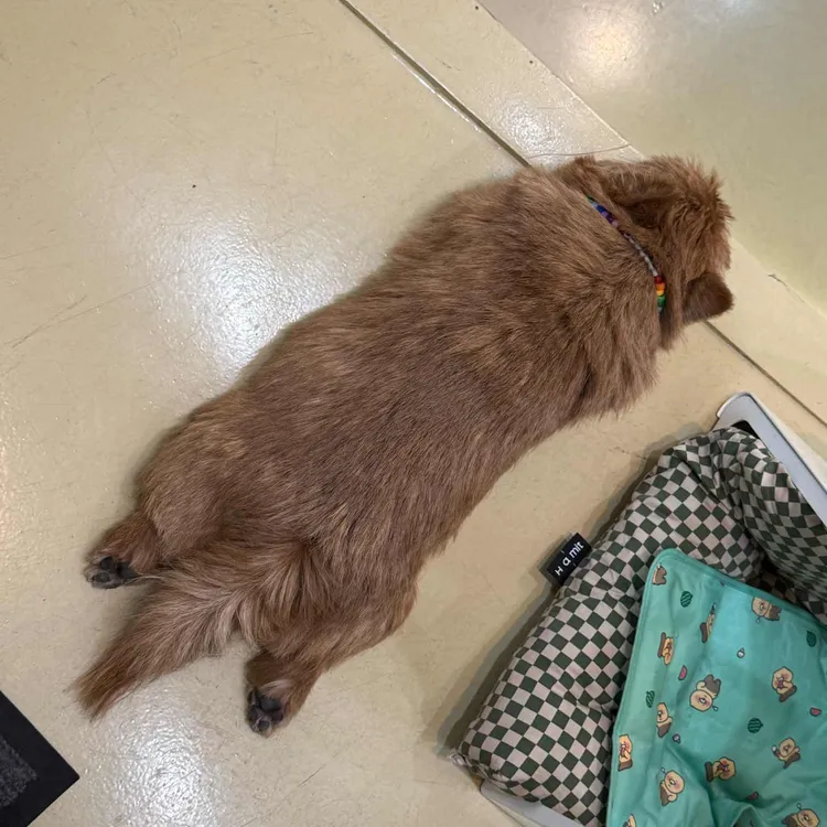 시엠프레꼬모도밍고 사진