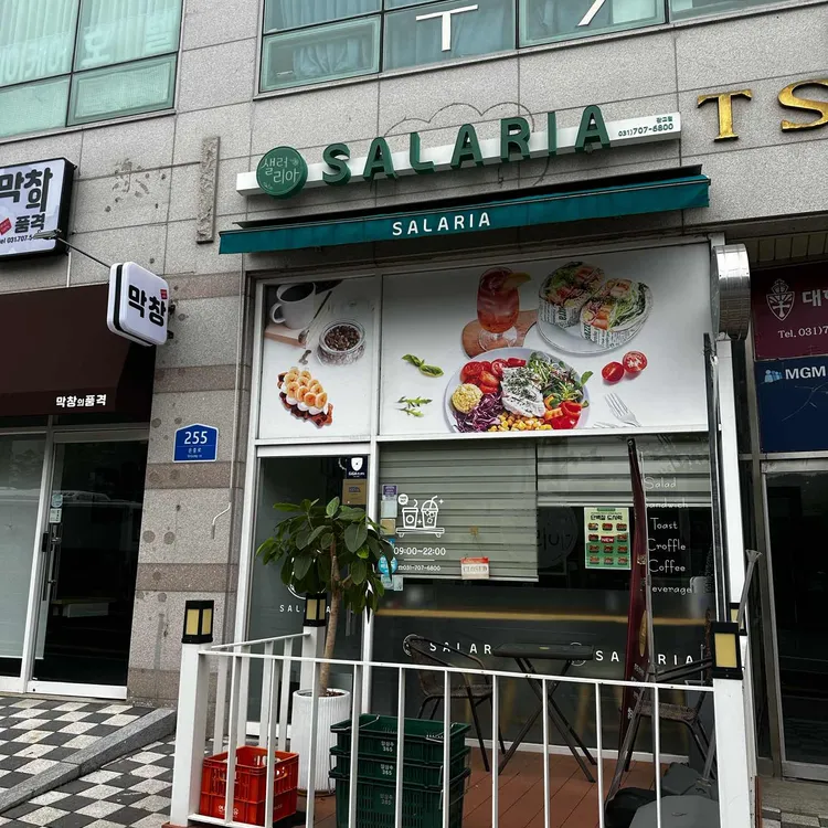 샐러리아 사진