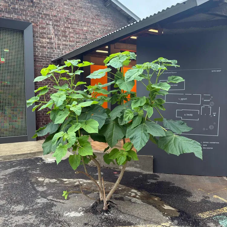 카페 흙 사진