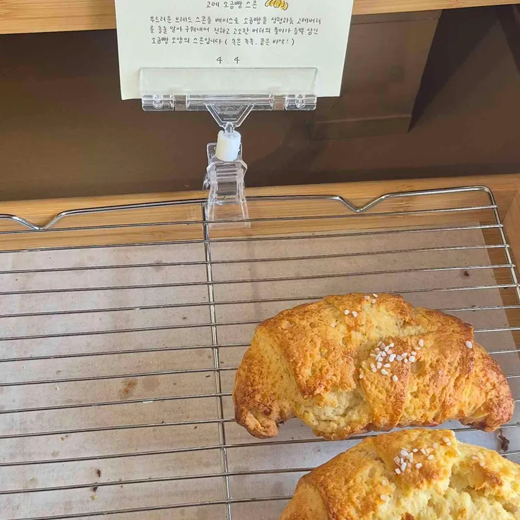 스콘 포드로그 사진