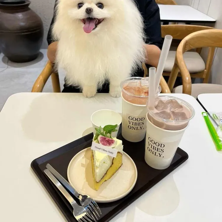 GVO 사진