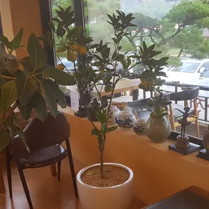 명선다원 리뷰 사진