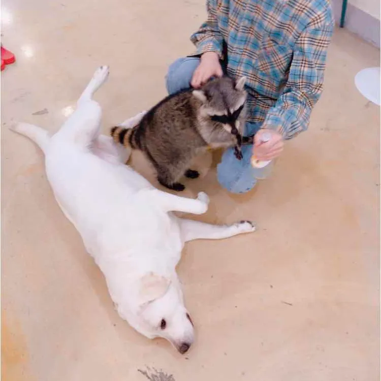 미어캣족장 대표 사진