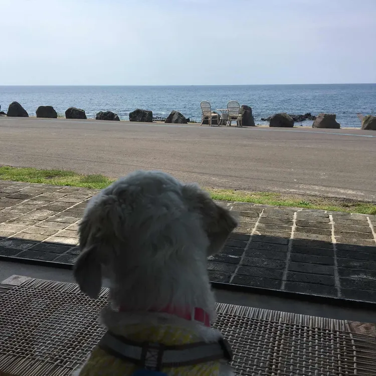 그리울땐제주 사진 2