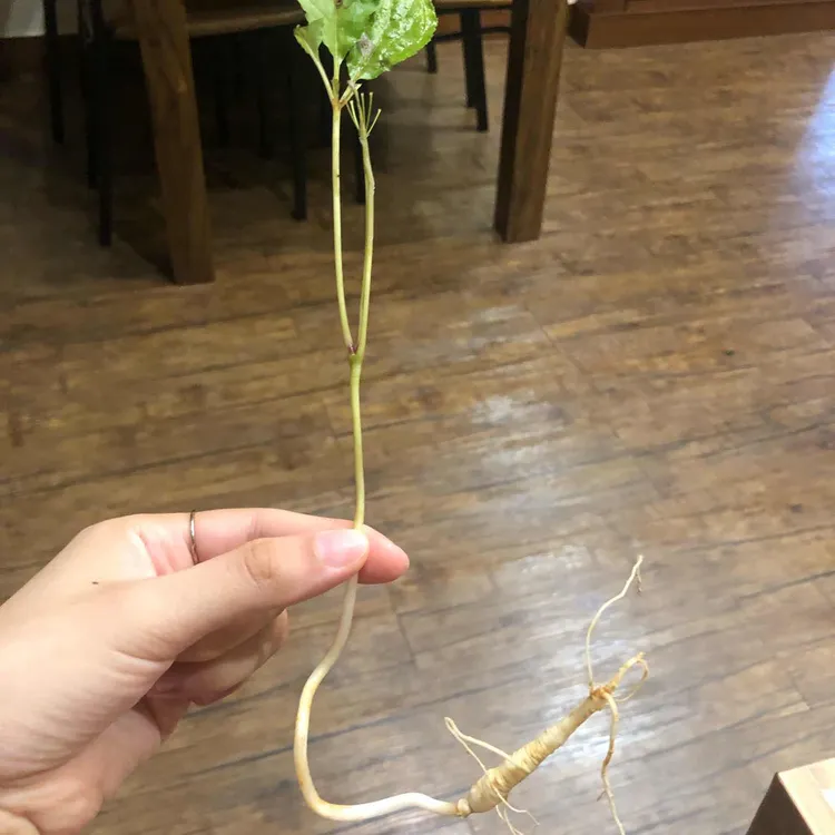 기안말 산삼 삼계탕 대표 사진