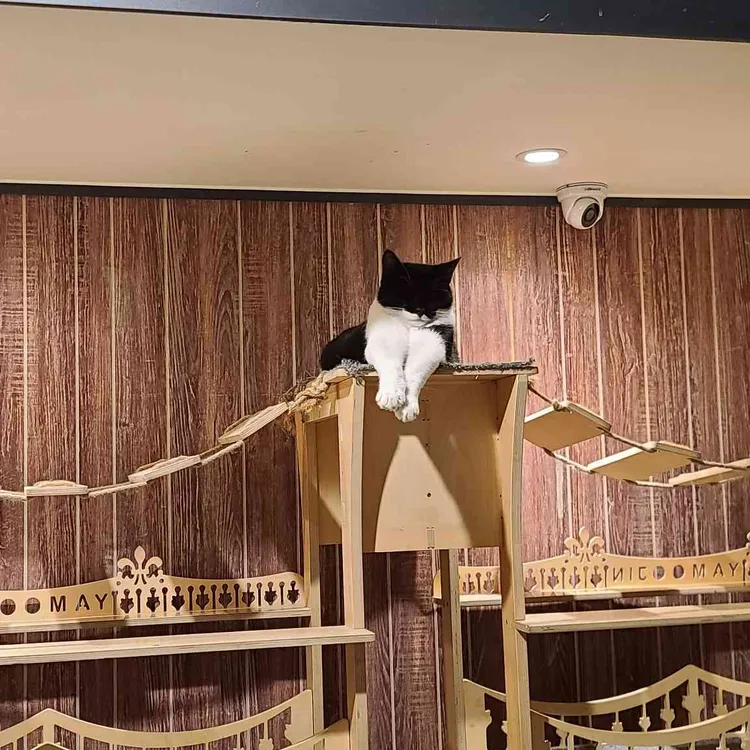 냥카페 묘연 대표 사진