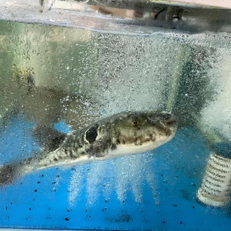 승아복집 대표 사진