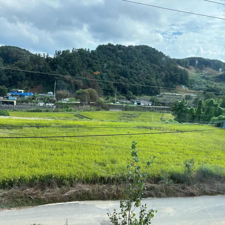 시고르 대표 사진