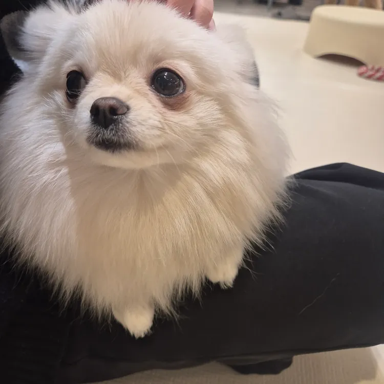 히포코코 강원 애견카페