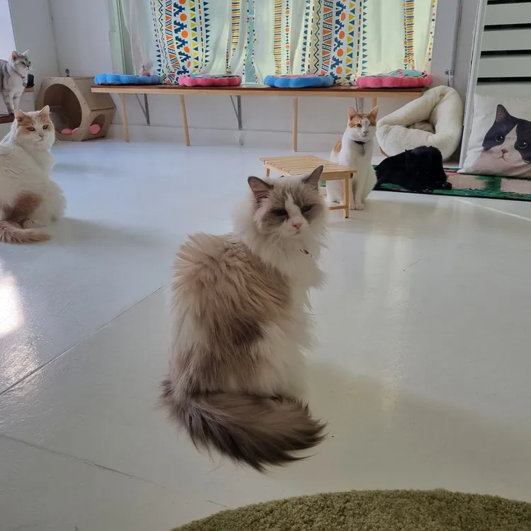 캠핑고양이 대표 사진