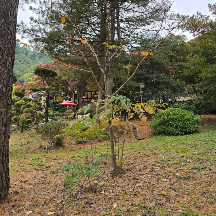 우드페커 사진 1