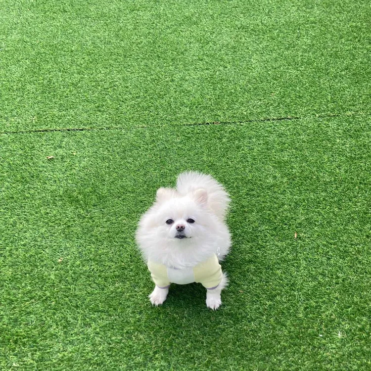 수원 루프탑 애견카페 무운 대표 사진